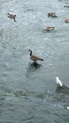 Branta canadensis