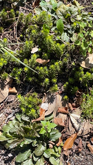 Ajuga reptans