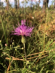 Cirsium virginianum