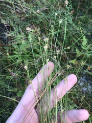 Rhynchospora chapmanii