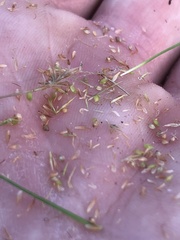 Rhynchospora chapmanii