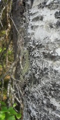 Usnea dasopoga