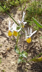 Nemesia cheiranthus