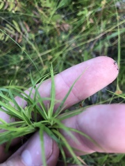 Rhynchospora chapmanii