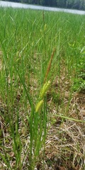 Carex vesicaria