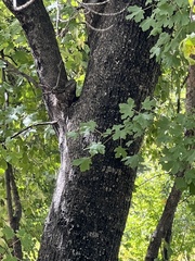 Acer grandidentatum