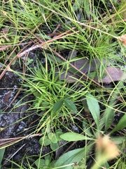 Rhynchospora chapmanii