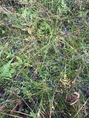 Rhynchospora chapmanii