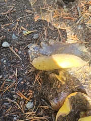 Suillus tomentosus