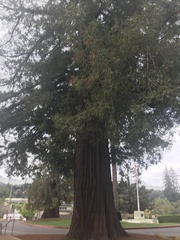 Sequoioideae