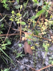Hypericum mutilum latisepalum