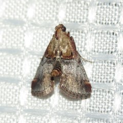 Cacozelia basiochrealis