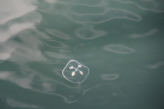 Ptychogena lactea