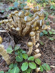 Physalacriaceae