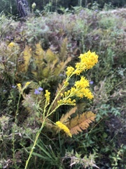 Solidago gracillima