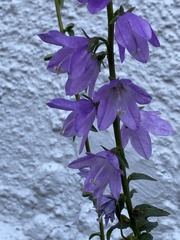 Campanula rapunculoides