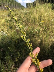 Solidago gracillima