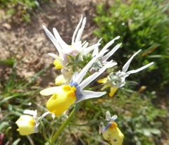 Nemesia cheiranthus