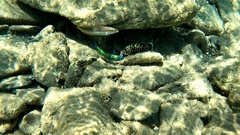 Epinephelus marginatus