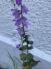 Campanula rapunculoides