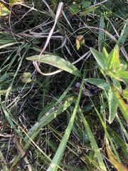 Solidago gracillima