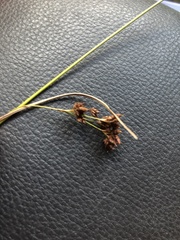 Rhynchospora elliottii