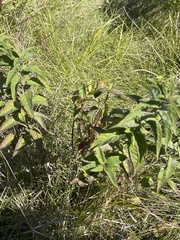 Menthinae