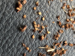 Rhynchospora elliottii