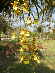 Oncidium sphacelatum