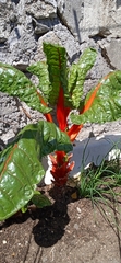 Beta vulgaris cicla