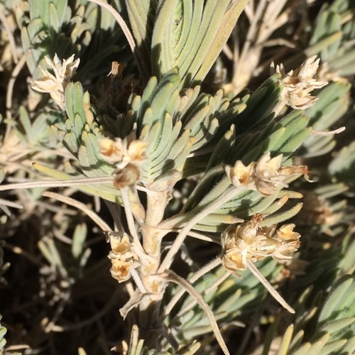 Plantago Webbii