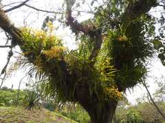 Oncidium sphacelatum