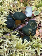Leotia viscosa