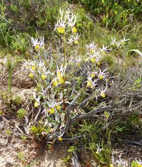Nemesia cheiranthus
