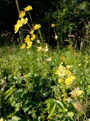 Bupleurum aureum