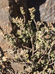 Bethencourtia