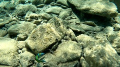 Epinephelus marginatus