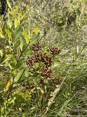 Spiraea alba