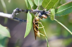Polistes comanchus