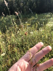 Rhynchospora gracilenta