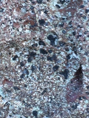 Rhizocarpon distinctum