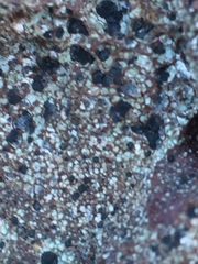 Rhizocarpon distinctum