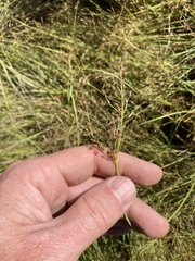 Juncus marginatus