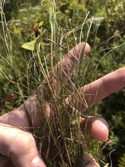 Rhynchospora gracilenta