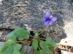 Viola prionantha