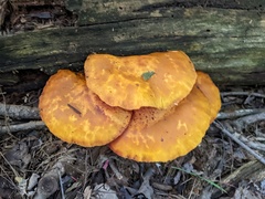 Gymnopilus junonius