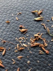 Rhynchospora gracilenta