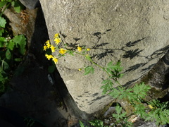 Chrysanthemum lavandulifolium