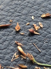 Rhynchospora gracilenta