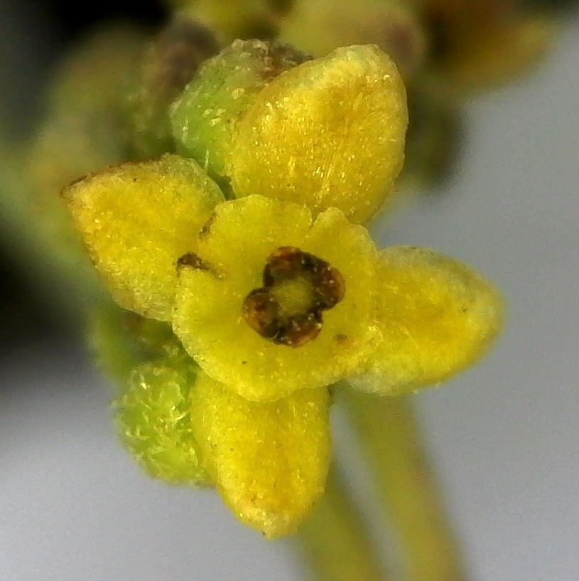 Antizoma miersiana